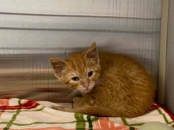 TOMER -  Domestic Short Hair Cat for Adoption in Tustin, California - TOMER | PetCurious