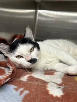 Domestic Medium Hair and Domestic Short Hair Cats Available for Adoption - Mustache | PetCurious