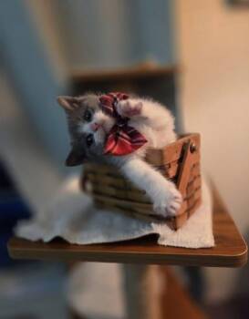 Domestic Long Hair and Persian Cats Available for Adoption - Val | PetCurious