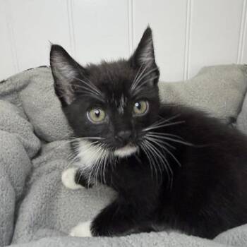 Domestic Short Hair Cats Available for Adoption in Los Angeles, California - Queen Charlotte | PetCurious