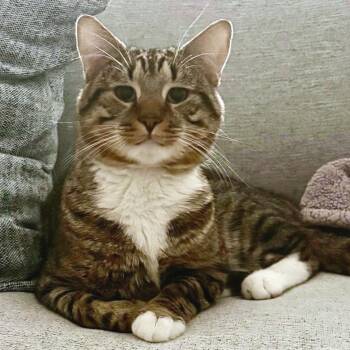 Java -  Domestic Short Hair Cat for Adoption in Falls Church, Virginia - Java | PetCurious