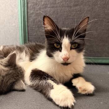 Mama Dior -  Domestic Medium Hair Cat for Adoption in Bryan, Texas - Mama Dior | PetCurious