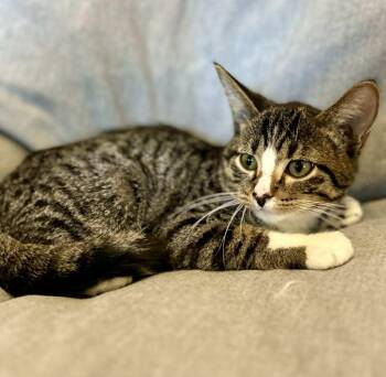 Rescue Domestic Short Hair Cats for Adoption in Alexandria, Minnesota - Heath | PetCurious
