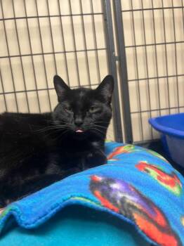 Barnaby -  Domestic Short Hair Cat for Adoption in Davenport, Iowa - Barnaby | PetCurious