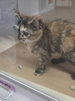 Sapphire -  Domestic Short Hair Cat for Adoption in Bellevue, Washington - Sapphire | PetCurious
