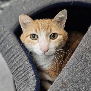 Domestic Short Hair Cats Available for Adoption in Lakewood, Colorado - Lech | PetCurious