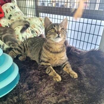 Domestic Short Hair Cats Available for Adoption in Belfair, Washington - Lacy | PetCurious