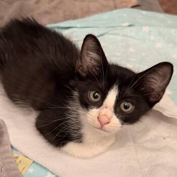 Chino Meowreno -  Domestic Short Hair Cat for Adoption in Houston, Texas - Chino Meowreno | PetCurious