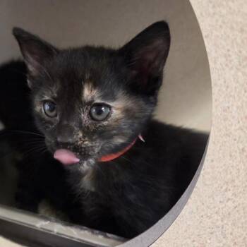 Domestic Medium Hair Cats Available for Adoption in Dublin, California - Tortellini | PetCurious