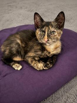 Domestic Short Hair Cats Available for Adoption in Calimesa, California - Maya | PetCurious