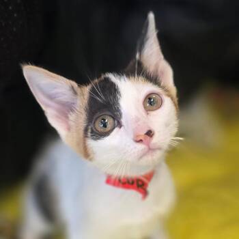Popcorn -  Domestic Short Hair Cat for Adoption in Huntsville, Alabama - Popcorn | PetCurious