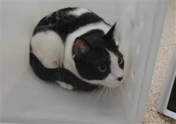 GOOSE -  Domestic Short Hair Cat for Adoption in Albuquerque, New Mexico - GOOSE | PetCurious