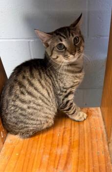 Batman -  Domestic Short Hair Cat for Adoption in Greenwood, Mississippi - Batman | PetCurious