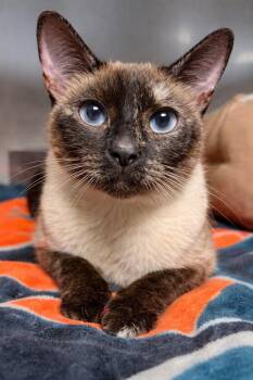 Sugar Plum -  Domestic Short Hair Cat for Adoption in Huntington, Indiana - Sugar Plum | PetCurious