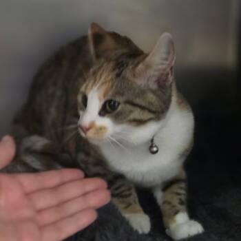 Answer -  Domestic Short Hair Cat for Adoption in Charleston, West Virginia - Answer | PetCurious