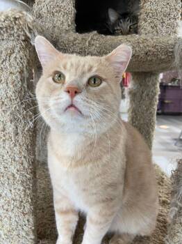 Rescue Domestic Short Hair Cats for Adoption in Peru, Indiana - Traveler | PetCurious