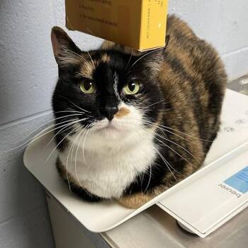 Maggie -  Domestic Short Hair Cat for Adoption in Dekalb, Illinois - Maggie | PetCurious