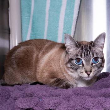 Estella -  Domestic Short Hair Cat for Adoption in Seattle, Washington - Estella | PetCurious
