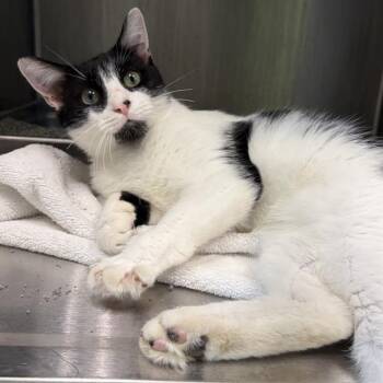 OIL RIG -  Domestic Short Hair Cat for Adoption in Barnstable, Massachusetts - OIL RIG | PetCurious