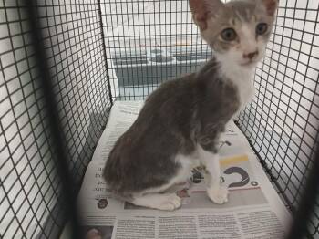 SNIFFLES -  Domestic Short Hair Cat for Adoption in Fort Lauderdale, Florida - SNIFFLES | PetCurious