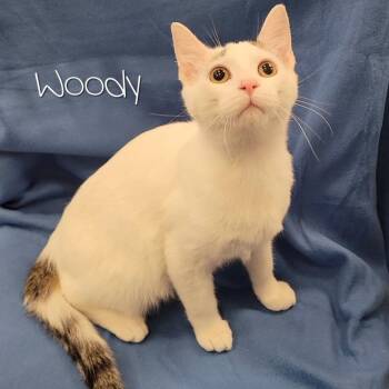 Domestic Short Hair Cats Available for Adoption - Woody | PetCurious