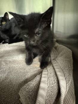 Domestic Short Hair Cats Available for Adoption in Grand Prairie, Texas - A230982 | PetCurious