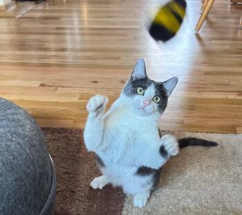 Alba -  Domestic Short Hair Cat Available for Adoption in Laramie, Wyoming - Alba | PetCurious