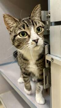 Domestic Short Hair Cats Available for Adoption in Aliquippa, Pennsylvania - EVEREST | PetCurious