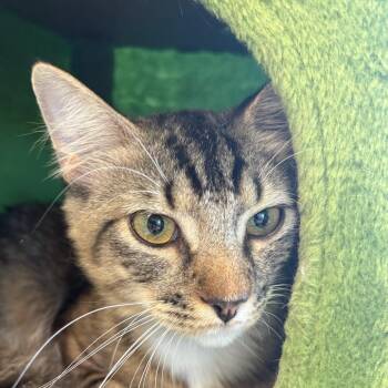 Rolo -  Domestic Medium Hair Cat for Adoption in Kennebunk, Maine - Rolo | PetCurious