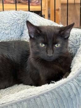 Caribou (Debbie-fostered in TN) -  Domestic Short Hair and Tabby Cat for Adoption in Brighton, Tennessee - Caribou (Debbie-fostered In TN) | PetCurious