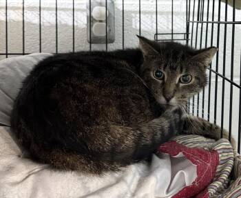 Domestic Short Hair Cats Available for Adoption in New Cumberland, West Virginia - Gabby | PetCurious