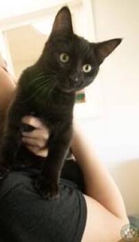 Cola -  Domestic Short Hair Cat for Adoption in Potsdam, New York - Cola | PetCurious
