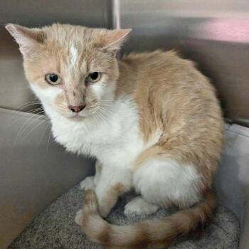 ALPINE -  Domestic Short Hair Cat for Adoption in Henderson, Nevada - ALPINE | PetCurious
