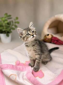 Pocket Pal -  Domestic Short Hair Cat for Adoption in Wilkesboro, North Carolina - Pocket Pal | PetCurious