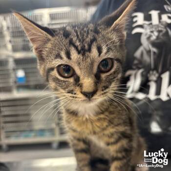 Rescue Domestic Short Hair and Tabby Cats for Adoption in Washington, District Of Columbia - Allie | PetCurious