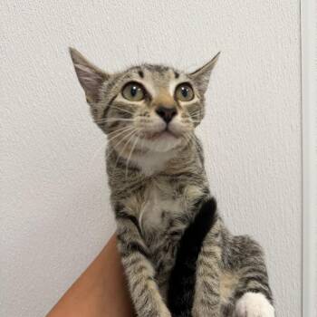 Comet -  Domestic Short Hair Cat for Adoption in Redwood City, California - Comet | PetCurious