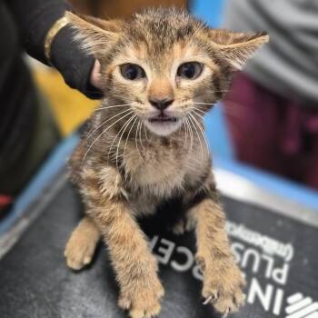 Domestic Medium Hair Cats Available for Adoption in Wahiawa, Hawaii - Tikka | PetCurious