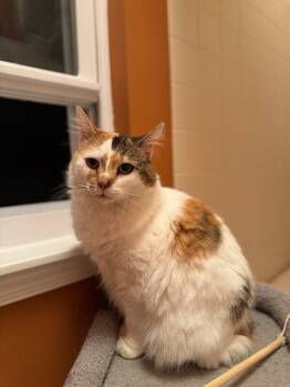 Rescue Domestic Short Hair Cats for Adoption - Chloe | PetCurious