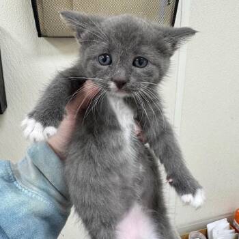 Domestic Short Hair Cats Available for Adoption in Pekin, Illinois - Egg | PetCurious