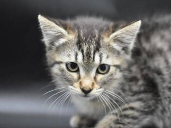 Linda -  Domestic Short Hair Cat for Adoption in Portland, Oregon - Linda | PetCurious