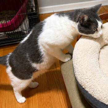Charlie -  Domestic Short Hair Cat for Adoption in Los Angeles, California - Charlie | PetCurious