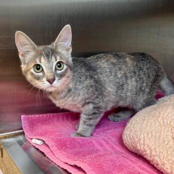 Iggy Pop -  Domestic Short Hair Cat for Adoption in Madisonville, Tennessee - Iggy Pop | PetCurious