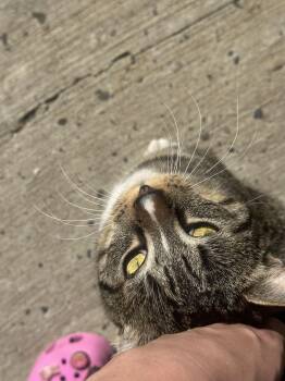 Ziggy -  American Shorthair Cat for Adoption in Montclair, New Jersey - Ziggy | PetCurious