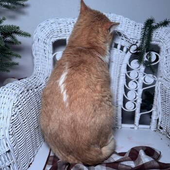 Domestic Short Hair Cats Available for Adoption - Mr Pete (FIV) 55935 | PetCurious