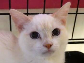 Rescue Domestic Short Hair and Siamese Cats for Adoption in Butte, Montana - Calise | PetCurious