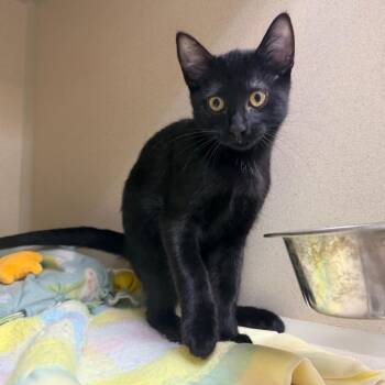 Owala -  Domestic Short Hair Cat for Adoption in Great Falls, Montana - Owala | PetCurious