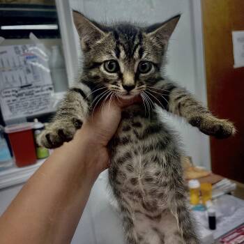 Gelato -  Domestic Short Hair Cat for Adoption in Valdosta, Georgia - Gelato | PetCurious