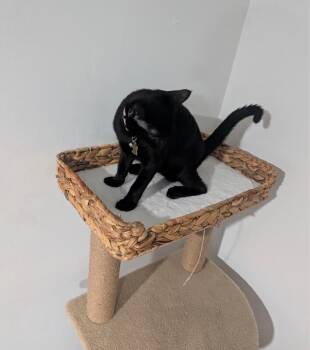 Dior -  Domestic Short Hair Cat for Adoption in North Babylon, New York - Dior | PetCurious