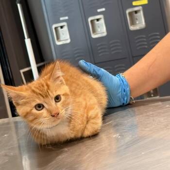 Macaron -  Domestic Short Hair Cat for Adoption in Livingston, Texas - Macaron | PetCurious