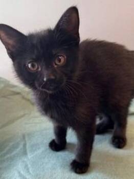 Abigail -  Domestic Short Hair Cat for Adoption in Sidney, Ohio - Abigail | PetCurious